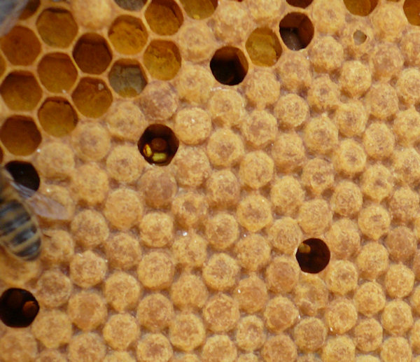 Capped brood cells - not sure if the uncapped ones are brood about to emerge.